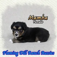 Mamba, a female Toy Australian Shepherd for sale in Forestburg, TX – 2 of 5