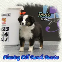 Tevis, a male Toy Australian Shepherd for sale in Forestburg, TX – Photo 4 of 5