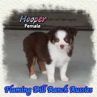 Hooper, a female Toy Australian Shepherd for sale in Forestburg, TX – 2 of 5