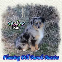 Seeker, a male Toy Australian Shepherd for sale in Forestburg, TX – Photo 3 of 5
