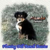 Mamba, a female Toy Australian Shepherd for sale in Forestburg, TX – 3 of 5