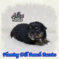 Alba, a female Miniature Australian Shepherd for sale in Forestburg, TX – 2 of 5