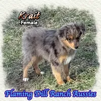 Krait, a female Toy Australian Shepherd for sale in Forestburg, TX – 2 of 5