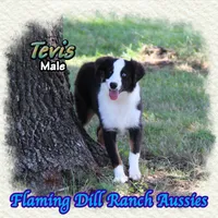 Tevis, a male Toy Australian Shepherd for sale in Forestburg, TX – 4 of 5