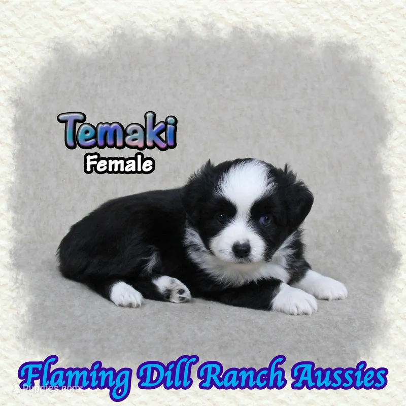 Temaki – Toy Australian Shepherd puppy for sale in Forestburg, TX