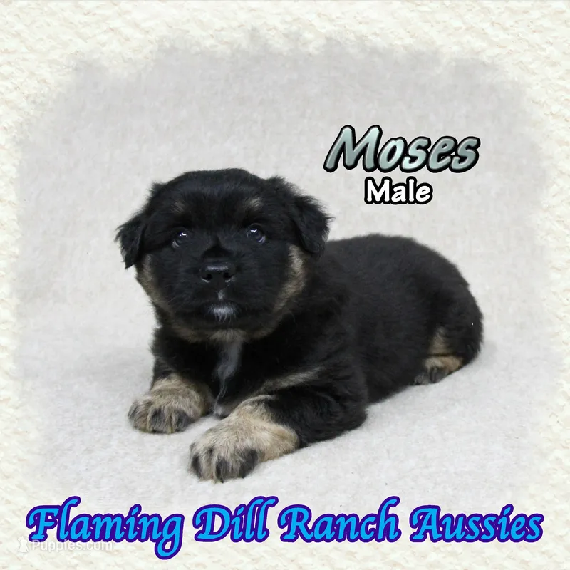 Moses – Miniature Australian Shepherd puppy for sale in Forestburg, TX