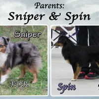 Stroll, a male Toy Australian Shepherd for sale in Forestburg, TX – Photo 5 of 5