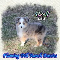 Stroll, a male Toy Australian Shepherd for sale in Forestburg, TX – Photo 2 of 5