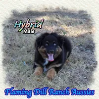 Hybrid, a male Miniature Australian Shepherd for sale in Forestburg, TX – 4 of 5