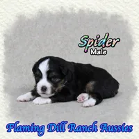 Spider, a male Toy Australian Shepherd for sale in Forestburg, TX – 2 of 5