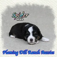 Spider, a male Toy Australian Shepherd for sale in Forestburg, TX – 3 of 5