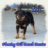 Zeke, a male Miniature Australian Shepherd for sale in Forestburg, TX – 4 of 5