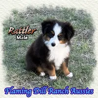 Rattler, a male Toy Australian Shepherd for sale in Forestburg, TX – 3 of 5