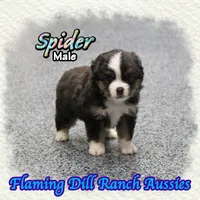 Spider, a male Toy Australian Shepherd for sale in Forestburg, TX – 1 of 5
