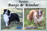 Maki, a female Toy Australian Shepherd for sale in Forestburg, TX – 5 of 5