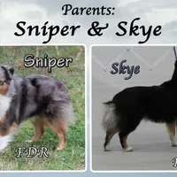 Dior, a male Toy Australian Shepherd for sale in Forestburg, TX – Photo 5 of 5