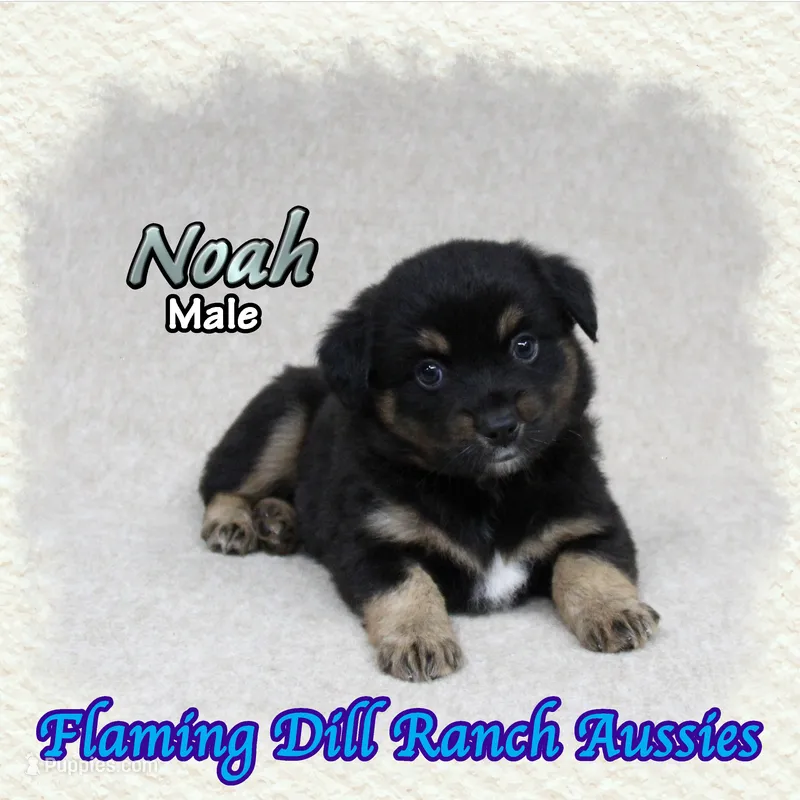 Noah – Miniature Australian Shepherd puppy for sale in Forestburg, TX
