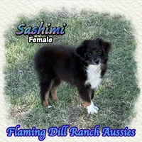 Sashimi, a female Toy Australian Shepherd for sale in Forestburg, TX – 1 of 5