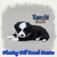 Temaki, a female Toy Australian Shepherd for sale in Forestburg, TX – 2 of 5
