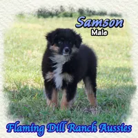 Samson, a male Miniature Australian Shepherd for sale in Forestburg, TX – 1 of 5