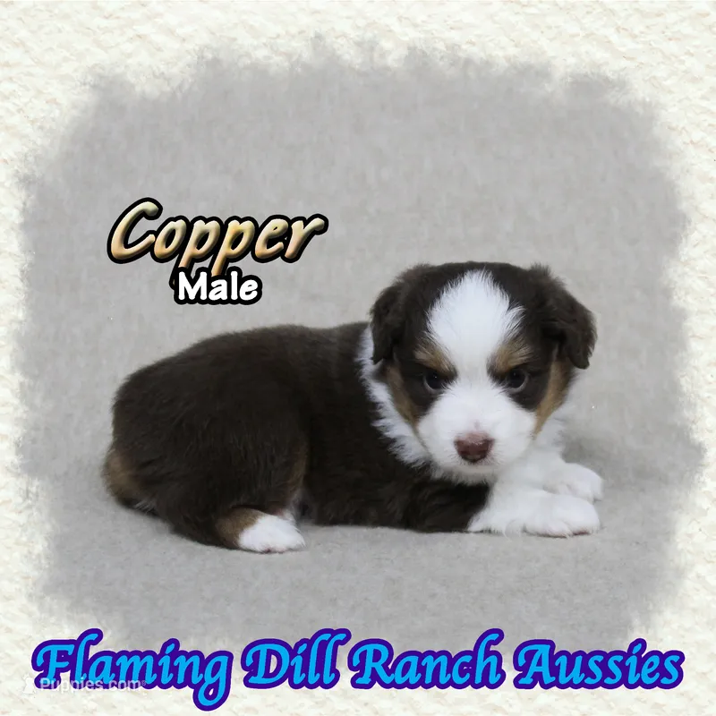 Copper – Toy Australian Shepherd puppy for sale in Forestburg, TX