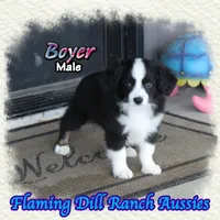 Boyer, a male Toy Australian Shepherd for sale in Forestburg, TX – 2 of 5