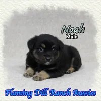 Noah, a male Miniature Australian Shepherd for sale in Forestburg, TX – 2 of 5