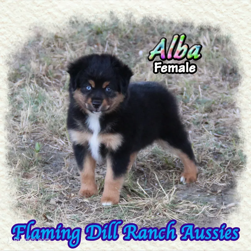 Alba – Miniature Australian Shepherd puppy for sale in Forestburg, TX