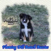 Pelikan, a male Toy Australian Shepherd for sale in Forestburg, TX – Photo 3 of 5