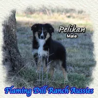 Pelikan, a male Toy Australian Shepherd for sale in Forestburg, TX – Photo 1 of 5