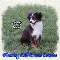 Trek, a male Toy Australian Shepherd for sale in Forestburg, TX – Photo 3 of 5