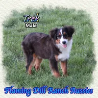 Trek, a male Toy Australian Shepherd for sale in Forestburg, TX – Photo 2 of 5