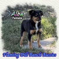 Alba, a female Miniature Australian Shepherd for sale in Forestburg, TX – 2 of 5