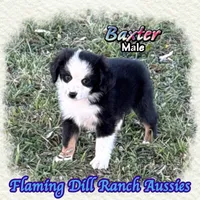 Baxter, a male Toy Australian Shepherd for sale in Forestburg, TX – 2 of 5