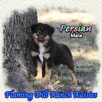 Persian, a male Miniature Australian Shepherd for sale in Forestburg, TX – 4 of 5