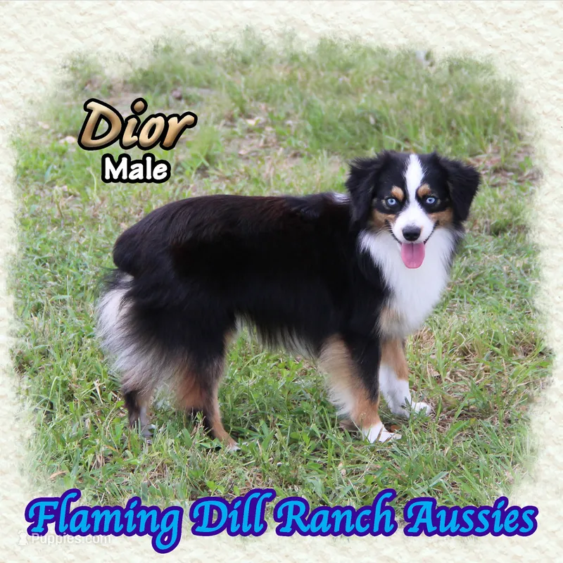 Dior – Toy Australian Shepherd puppy for sale in Forestburg, TX