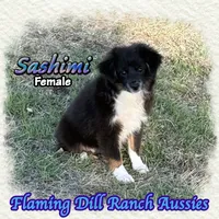Sashimi, a female Toy Australian Shepherd for sale in Forestburg, TX – 3 of 5