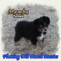 Mamba, a female Toy Australian Shepherd for sale in Forestburg, TX – 1 of 5