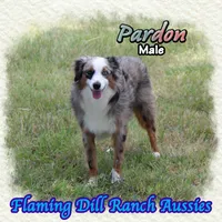 Pardon, a male Toy Australian Shepherd for sale in Forestburg, TX – 2 of 5