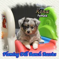 Kona, a female Toy Australian Shepherd for sale in Forestburg, TX – 4 of 5