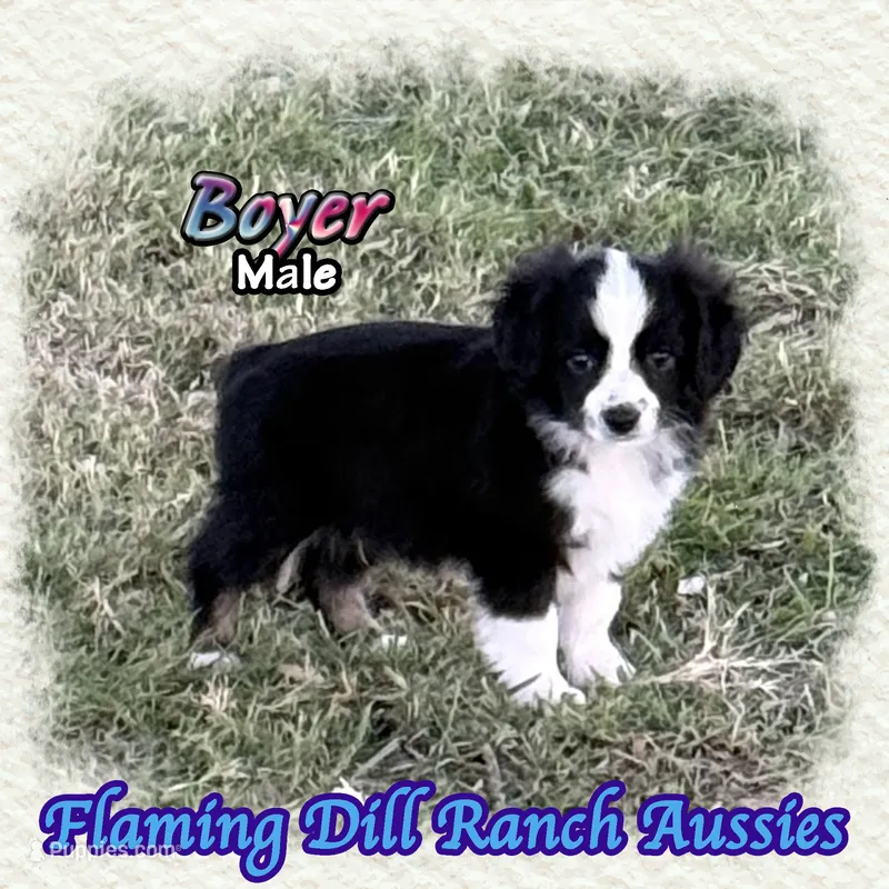 Boyer – Toy Australian Shepherd puppy for sale in Forestburg, TX