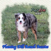 Pardon, a male Toy Australian Shepherd for sale in Forestburg, TX – 1 of 5
