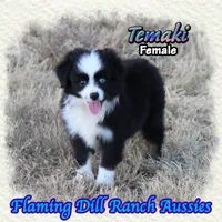 Temaki, a female Toy Australian Shepherd for sale in Forestburg, TX – 1 of 5