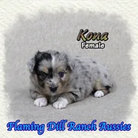 Kona, a female Toy Australian Shepherd for sale in Forestburg, TX – 2 of 5
