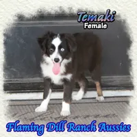 Temaki, a female Toy Australian Shepherd for sale in Forestburg, TX – 1 of 5