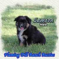 Samson, a male Miniature Australian Shepherd for sale in Forestburg, TX – 3 of 5