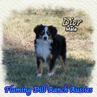 Dior, a male Toy Australian Shepherd for sale in Forestburg, TX – Photo 4 of 5