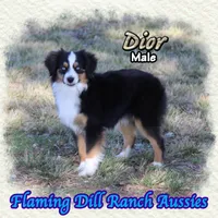 Dior, a male Toy Australian Shepherd for sale in Forestburg, TX – Photo 1 of 5