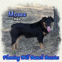 Moses, a male Miniature Australian Shepherd for sale in Forestburg, TX – 2 of 5