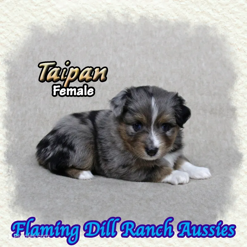 Taipan – Toy Australian Shepherd puppy for sale in Forestburg, TX